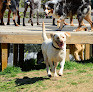 Pet boarding services Canine Country Club Of Arkansas in Roland in Arkansas
