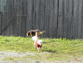 Pet boarding services Canine Country Kennel & Farm Llc in Wentzville in MO