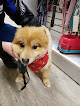 Pet boarding services Canine Divine in Bemidji in MN