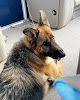Pet boarding services Canine Lake Lodge in Mound City in Kansas
