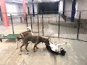 Pet boarding services Canine Perspective: Structured Boarding, Daycare, & Training in Chicago in Cook