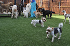 Pet boarding services Canine Republic in Plano in Texas