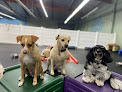Pet boarding services Canine Retreat in Harbor City in CA