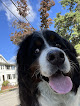 Pet boarding services Canine To Five, Llc in Arlington in Massachusetts