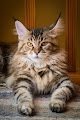 Pet boarding services Canterbury Maine Coons in Canterbury in New Hampshire