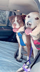 Pet boarding services Canterbury Tails Dog Resort in Paso Robles in California