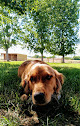Pet boarding services Canyon Pet Resort & Wellness in Caldwell in Idaho