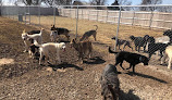 Pet boarding services Captain Creek Ranch in Eudora in KS