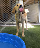 Pet boarding services Carden Kennels in Bangor in Maine