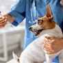 Pet boarding services Caring Hands Animal Hospital in Las Vegas in NV