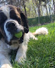 Pet boarding services Carlson Acres Pampered Pet Resort in Avoca in MN