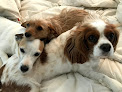 Pet boarding services Carolina Pet Sitters Llc in Columbia in Columbia