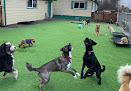 Pet boarding services Carolyn's K9 Retreat in Olympia in WA