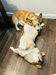 Pet boarding services Carters Clips in Little Rock in Arkansas
