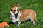 Pet boarding services Carters Corgis And Cattery in Prineville in Oregon
