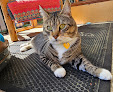 Pet boarding services Cats In The City - Luxury Cat Hotel in Portland in Oregon