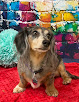 Pet boarding services Cedar Bluff Pet Salon in Cedar Bluff in Alabama