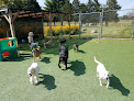 Pet boarding services Cedar Dale Pet Resort in Genoa City in Wisconsin