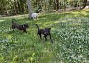 Pet boarding services Cedar Grove Dog Boarding in Fairburn in GA