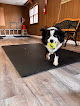 Pet boarding services Cedar Lane Kennels in Downers Grove in IL