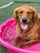Pet boarding services Cenark Doggie Den - Daycare & Boarding in Greenbrier in Arkansas