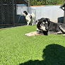 Pet boarding services Centennial Kennels in Maple Valley in Washington