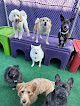 Pet boarding services Central Bark Philadelphia-center City in Philadelphia in Pennsylvania