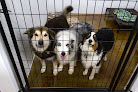 Pet boarding services Central Kentucky Pet Resort in Georgetown in Kentucky