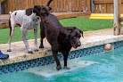 Pet boarding services Centro De Varona in Guaynabo in Puerto Rico