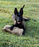 Pet boarding services Cgs K9 Services in Albemarle in NC