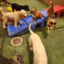 Pet boarding services Chandler Dogs 24/7 in Chandler in Arizona