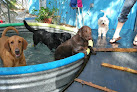 Pet boarding services Charleston Pet Resort in Charleston in South Carolina