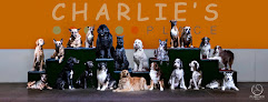 Pet boarding services Charlie's Place in Reno in Nevada