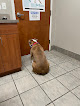 Pet boarding services Chelsea Animal Hospital in Chelsea in Alabama