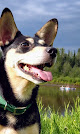Pet boarding services Chelsea's Pet Resort in Fairbanks in Alaska