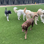 Pet boarding services Chenal Pet Palace in Little Rock in Arkansas