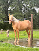 Pet boarding services Cherokee Ridge Horse Farm in Carencro in Louisiana