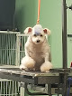 Pet boarding services Chien Rouge Grooming Salon & Pet Hotel in Marksville in Louisiana