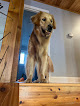 Pet boarding services Chip's Palace Dog Boarding Llc in Elko in MN