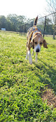 Pet boarding services Circle City Boarding in Ashford in Alabama