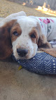 Pet boarding services Cj's California Bed & Biscuit in Fresno in Fresno
