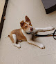 Pet boarding services Clark County Veterinary Clinic in Winchester in Kentucky