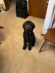 Pet boarding services Classic Pet Grooming And Boarding in Randolph in MN