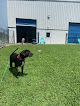 Pet boarding services Classy Canines Pet Resort in Lakeland in Florida