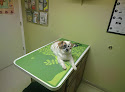 Pet boarding services Clays Mill Veterinary Clinic in Lexington in Kentucky