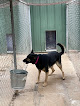 Pet boarding services Clemmer Pet Resort in Lawton in OK