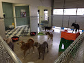 Pet boarding services Cleverdog Grooming & Day Care in Silver Spring in Maryland