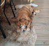 Pet boarding services Clinton Parkway Animal Hospital in Lawrence in Kansas