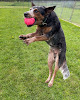 Pet boarding services Clover Acres Kennel in Windham in Cumberland