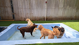Pet boarding services Coastal Doggie Daycare in Jacksonville in Duval